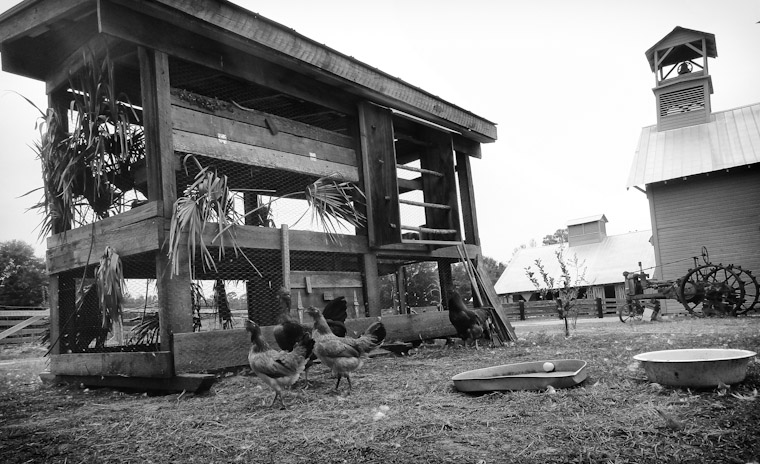 Chickens and coop with old tractor and barn