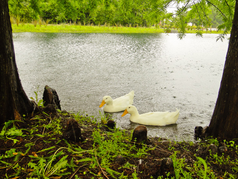 Two white ducks in library pond