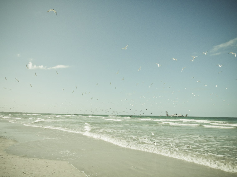 Picture of a flock of seagulls and dredge barge