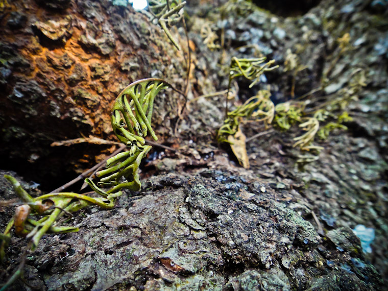 Thirsty Resurrection Ferns Pleopeltis polypodioides