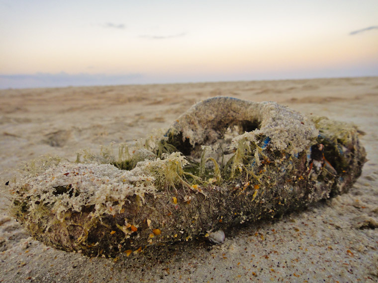Flip flop covered in algae