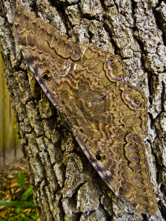 Black Witch Moth Ascalapha odorata Silence of the Lambs