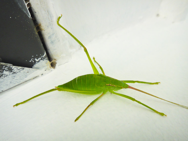 Green bug stretching