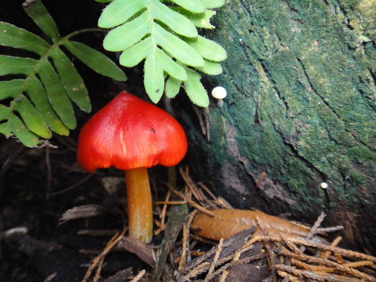 Witch's Hat Mushroom