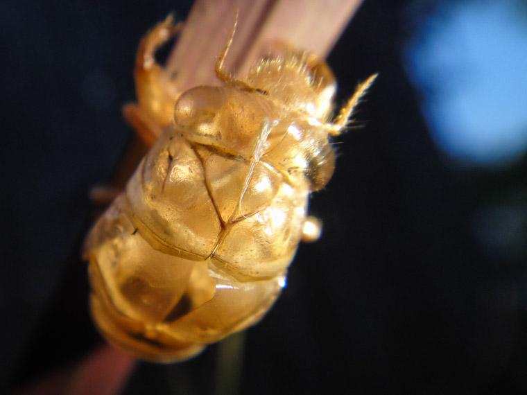 Empty Cicada Shell