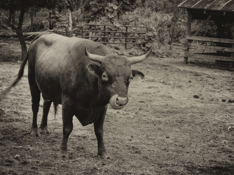 Picture of a cracker cow licking it's nose at the Florida Agricultural Museum