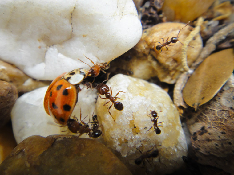 Ants work on bringing a dead ladybug into their nest