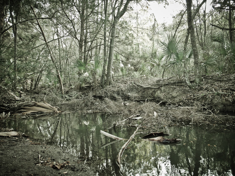 Swamp at Bing's Landing