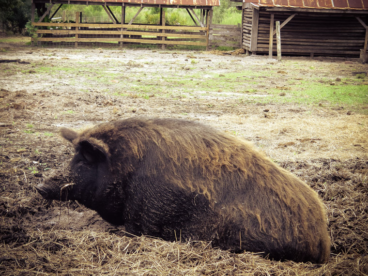 Wild Boar Sweet Pea wallowing at Florida Agricultural museum