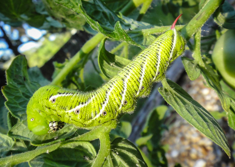 Manduca Sexta caterpillar moth tomato pest