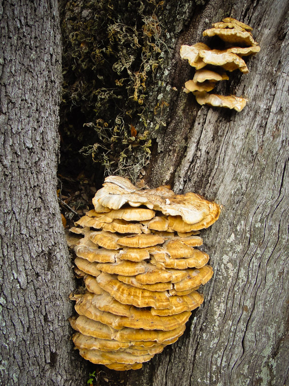 Polypore bracket fungi mushrooms on tree trunk