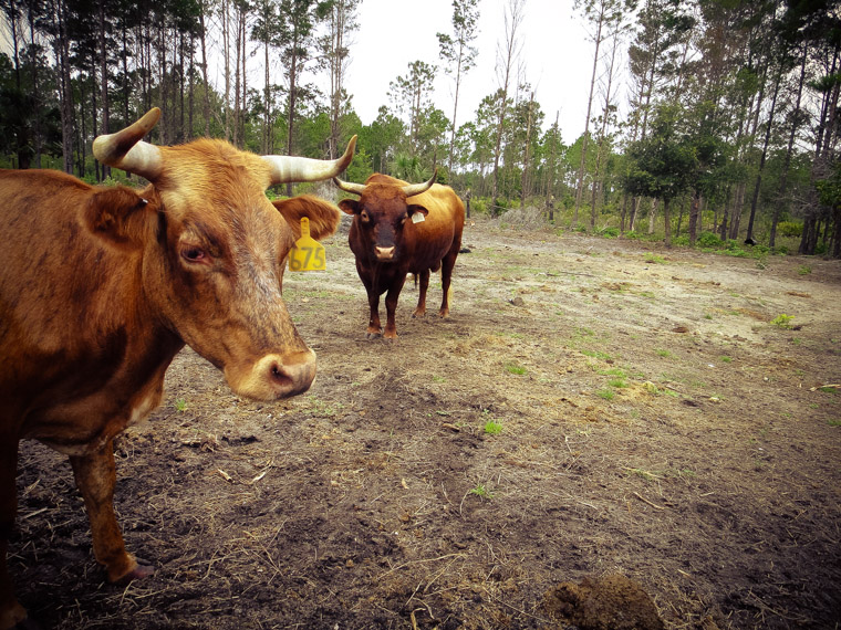 Cracker cattle at Florida agricultural museum