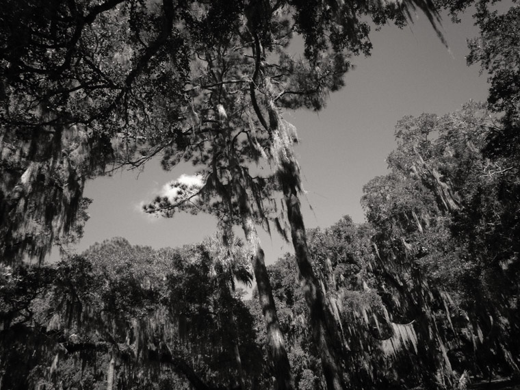 Trees in shape of batman signal