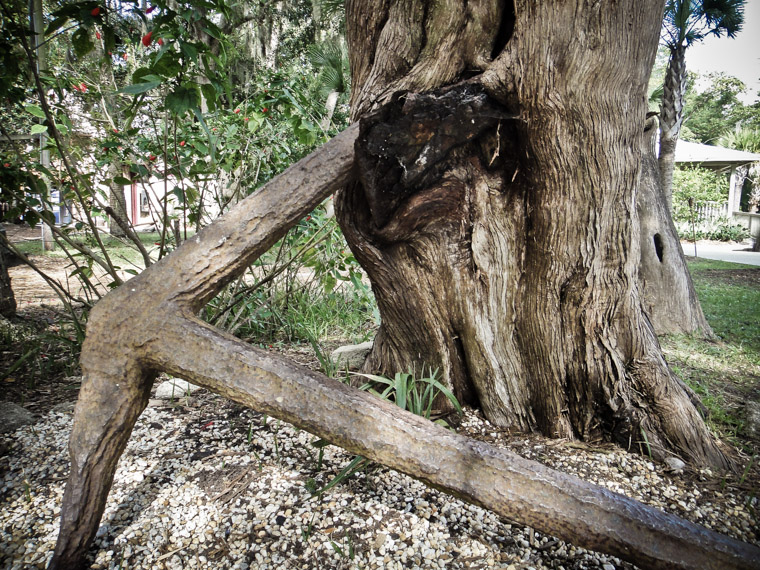 Briish Anchor Rusting in Cedar Tree at Fountain of Youth