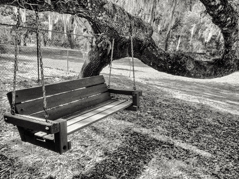 Beautiful live oak tree bench swing