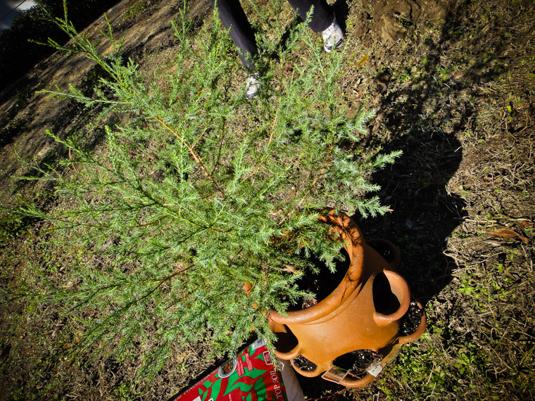 Thanksgiving Day Tree Planting