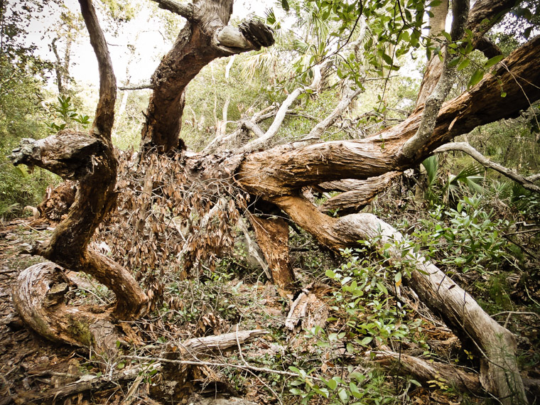 Hobos Trail Malacompra Mountain Bike Trail Tree