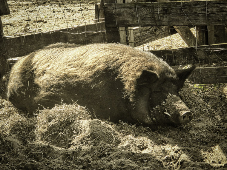 Sweet Pea the boar at florida agricultural museum