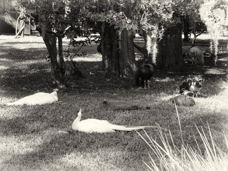 Peacocks resting at Fountain of Youth