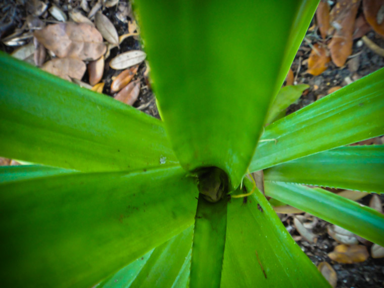 Frog hiding in a pineapple plant