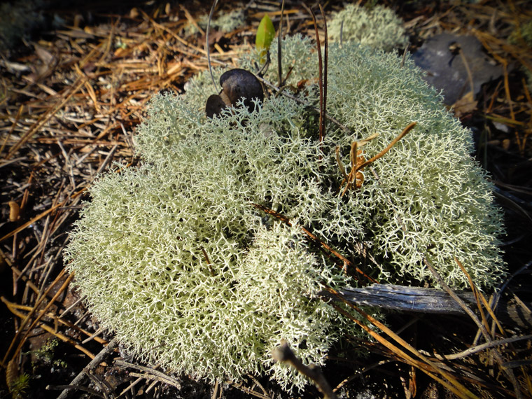 Reindeer lichen puffball in Moses Creek park