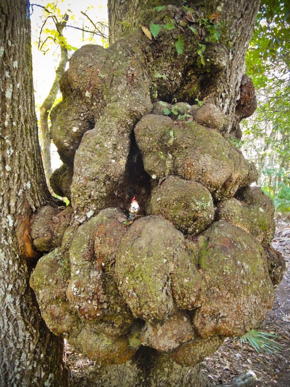 Moultri Creek Tree Burl Knot