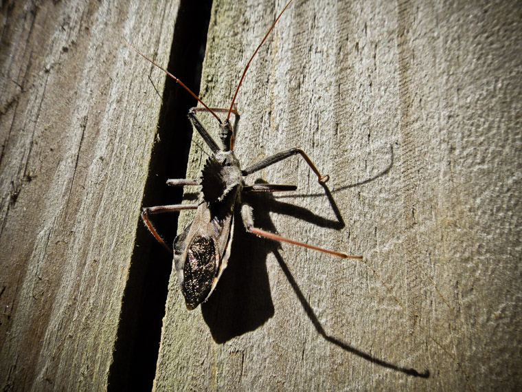 Wheel bug on fence in Florida