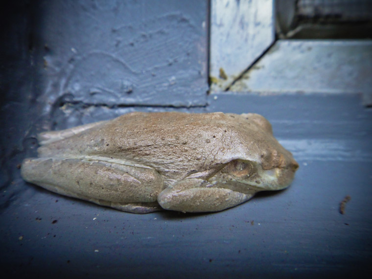 Frog missing one eye