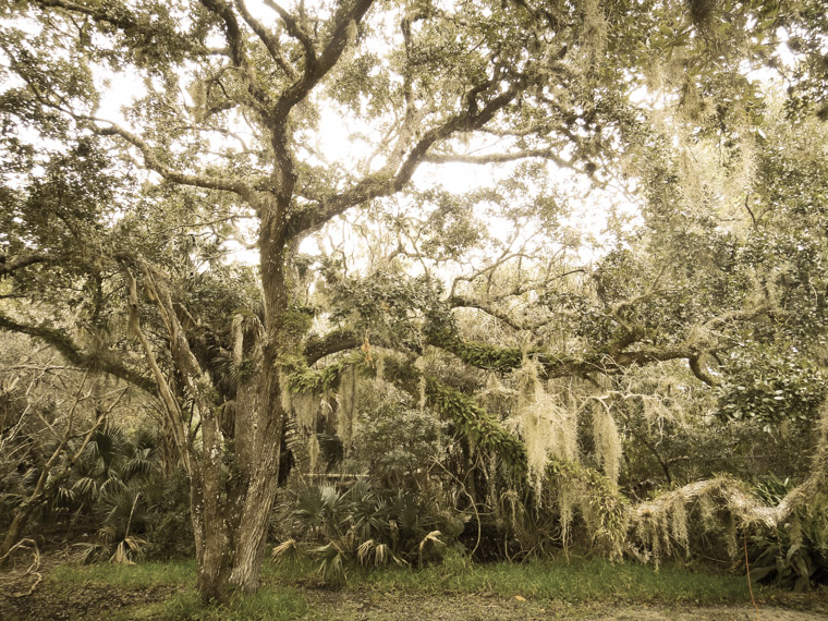 Live oak at Anastasia State Park