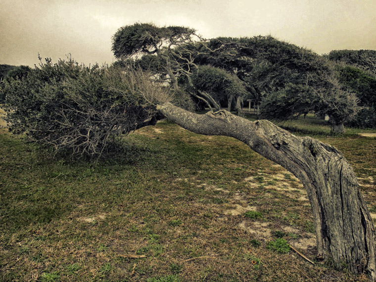 Anastasia State Park Leaning Tree by Ocean