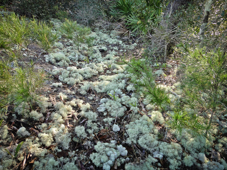 Reindeer lichen at moses creek state park