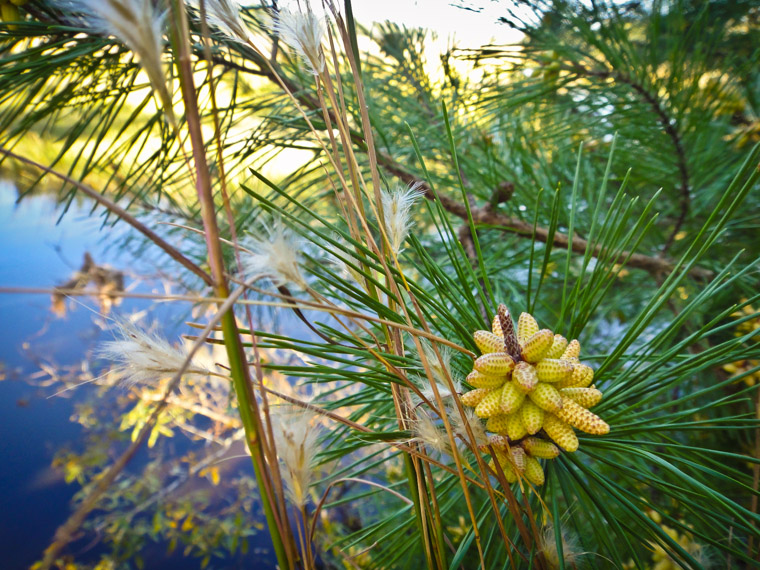 Pine tree flower at moses creek state park