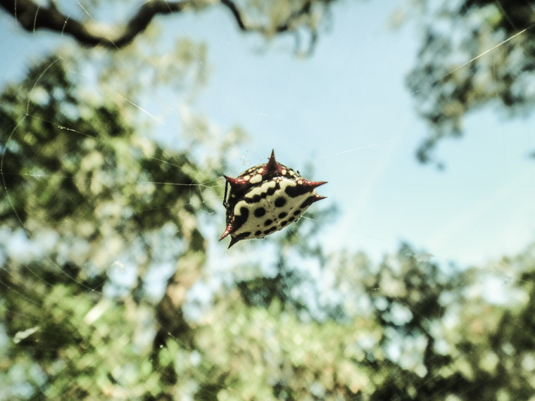 Moses Creek crab spider jewel spider spiny orbweaver