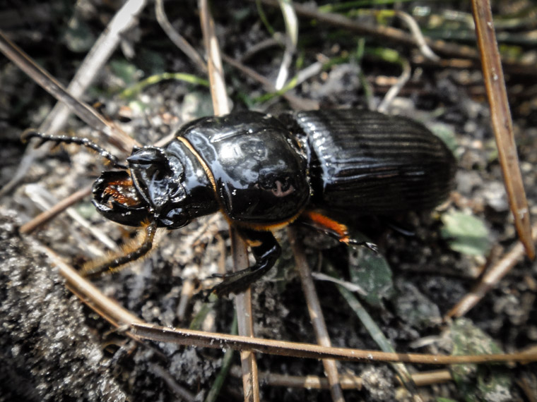 Picture of common black ground beetle