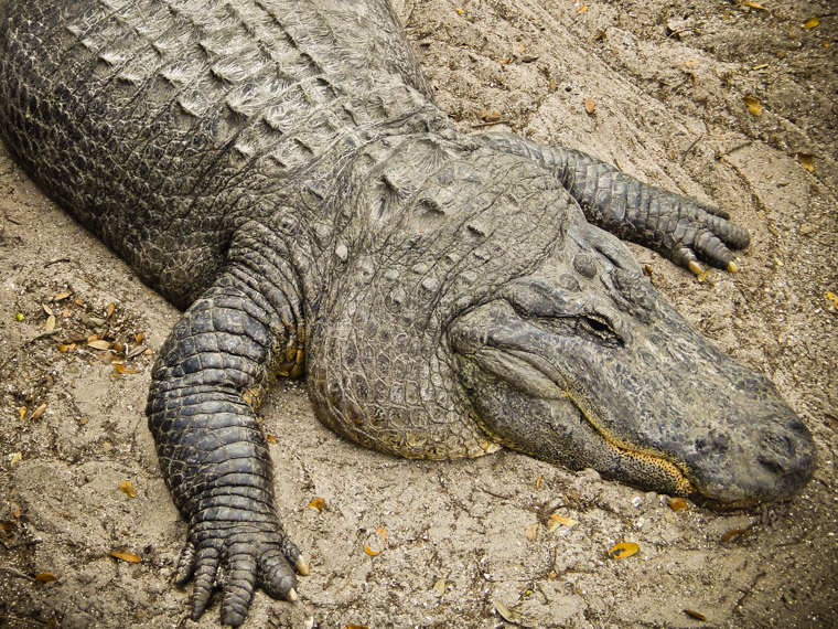 Gator at St Augustine Alligator Farm