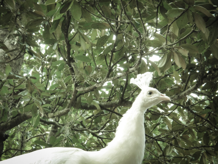 Alert albino peacock at fountain of youth