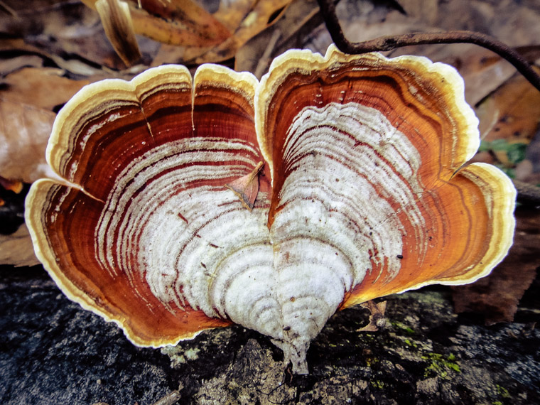 Fungi on tree in shape of heart