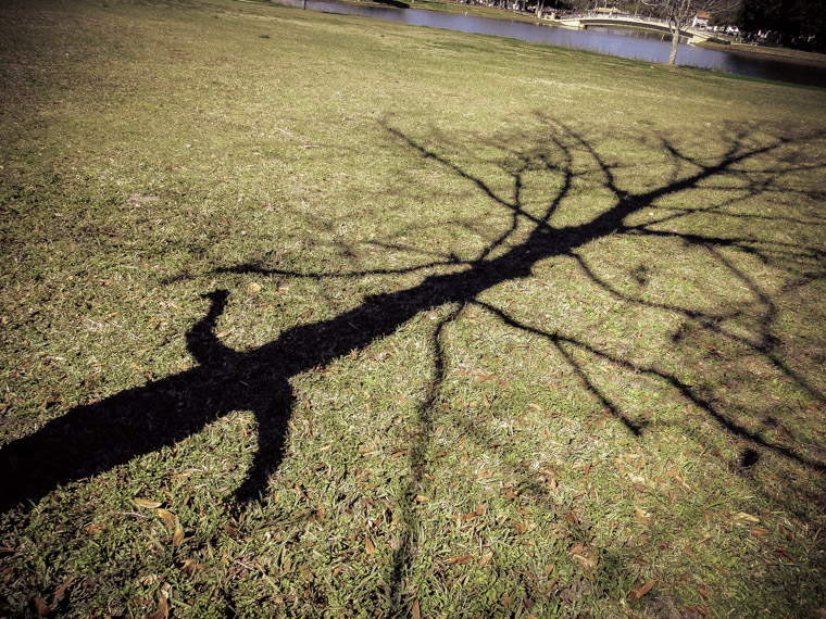 Picture of tree with arms