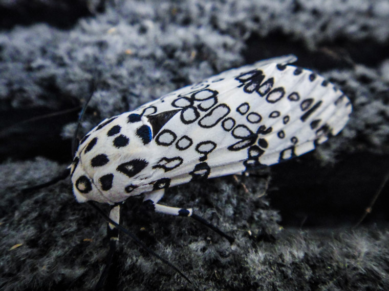 Giant Leopard Moth or Eyed Tiger Moth