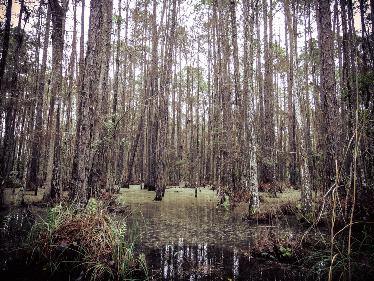 Treaty Park swamp covered in pollen from trees