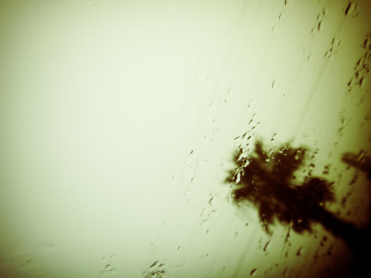 Palm tree on rainy day through car window.
