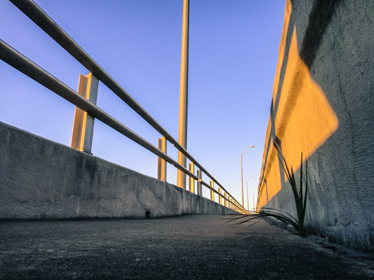 Palm growing out of Vilano Bridge concrete