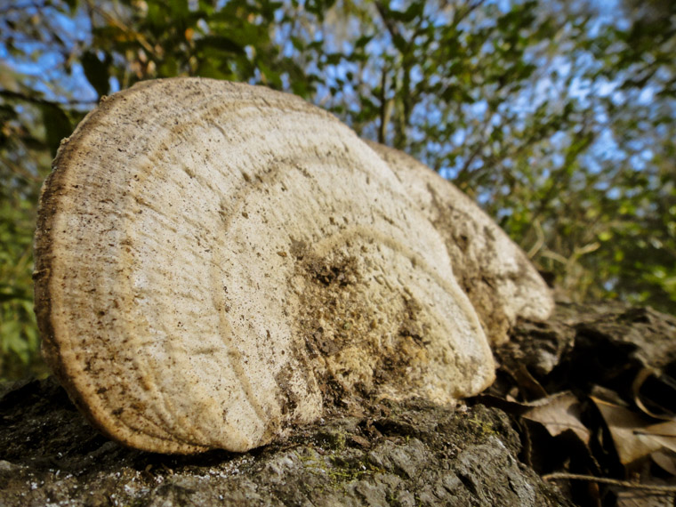 Log Mushrooms in vail point park