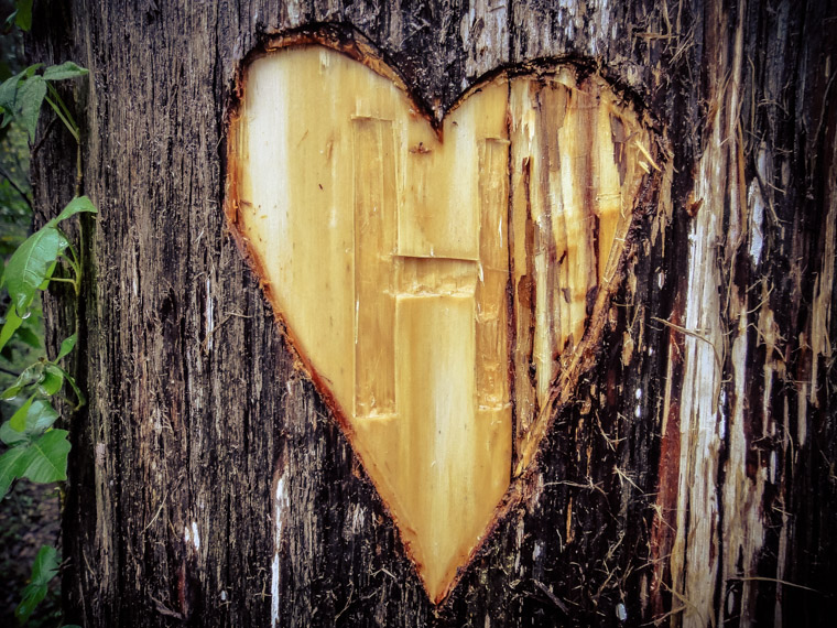 Heart carved tree at Vail Point park