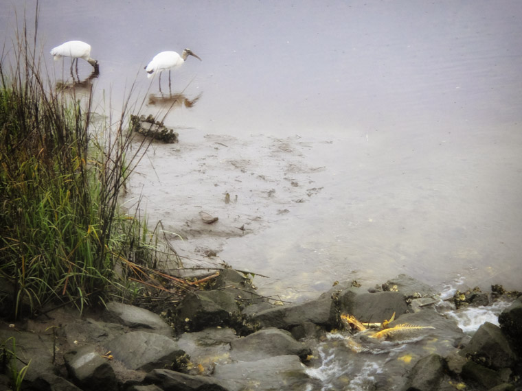 Wood Storks wading and eating near dead fish skeletons