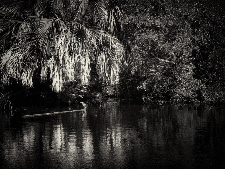 Stand Up Paddle Birding in St Augustine Florida