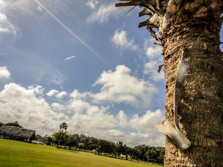 Fountain of Youth Palm