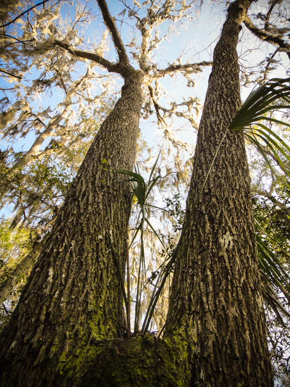 Palm growing in conjoined trees nook at Vail Point