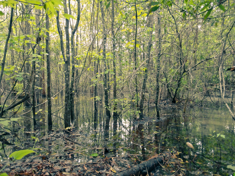 Treaty Park Swamp