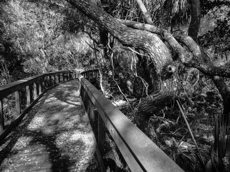 Amphitheatre Nature Boardwalk 